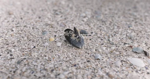 Close-up shot of the dried shell lying on the sand beach. Mediterranean mussel Stock Footage 155154231