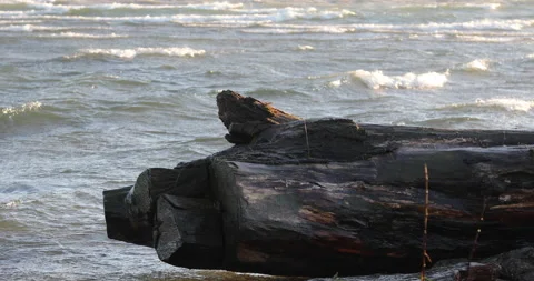 Close up shot driftwood on a riverside while the waves crash in to it Stock-Footage 224255294