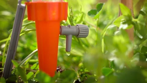 Close Up Shot Of A Drip Irrigation System Inside The Pot Stock Footage 171573330