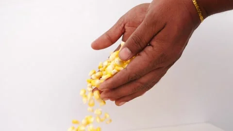 Close shot of dropping corn seeds from hands on ground Vídeo Stock 148217869