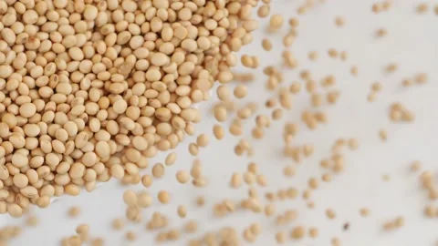 Close shot of dropping soybeans seeds over a white background Stock Footage 147857345