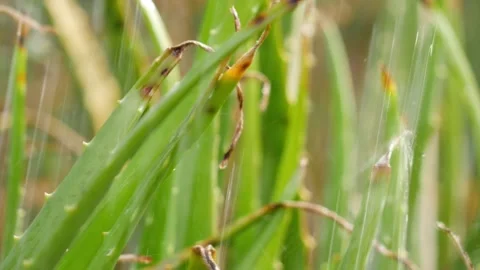 Close shot of dropping water over Aloe Vera plant Video stock 147704089