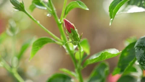 Close shot of dropping water over Hibiscus flower Stock Footage 147704710