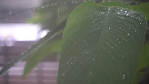 Close up shot of drops on the leaf Stock Footage 121942206