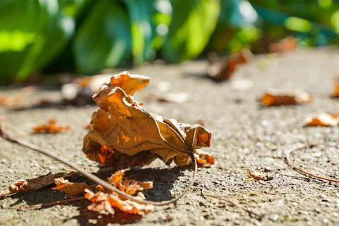 Close-up shot of a dry brown fall maple leaf on the ground under sunlight Stock Photos