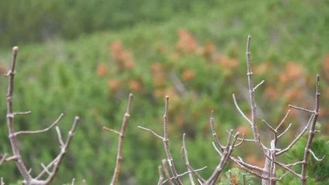 Close-up shot of dry dwarf pine branches, Tatras, Slovakia. 4k Stock Footage 168346531