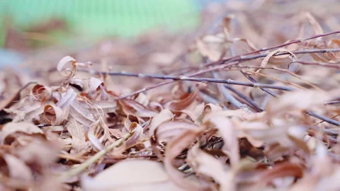 Close up shot of dry fallen leaves with tree branches on the ground, vibrant Stock Footage 260834733