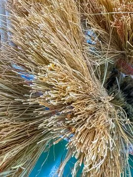 Close-up shot of dry, tangled straw fibers and natural texture, top of the broom Stock Photos