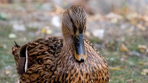 Close Up Shot Of A Duck Stock Footage 120074017