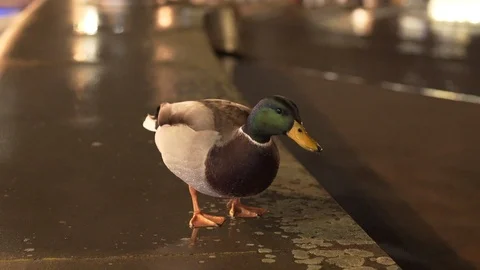 A close shot of a duck at night. Stockbeeldmateriaal 98711109