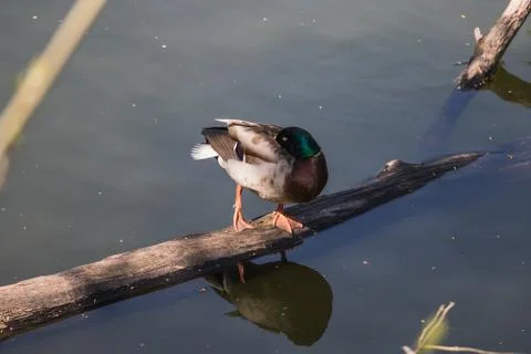 Close up shot of a duck, sleeping on a tree Foto stock