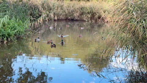 Close-Up Shot of Ducks Floating on a Calm Lake Stock Footage 318098877