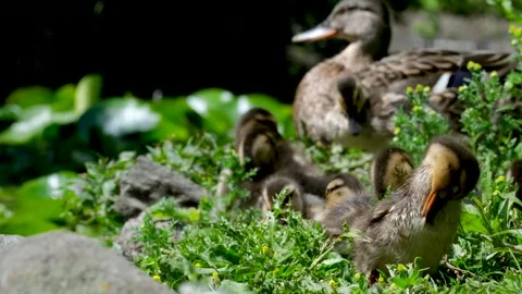 A close up shot of a duck's head, capturing its detailed features and vibrant Stock Footage 302078985