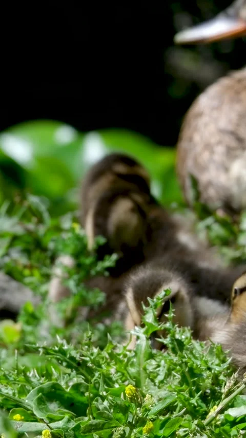 A close up shot of a duck's head, capturing its detailed features and vibrant Stock Footage 302822661