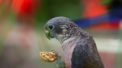 Close up shot of a Dusky parrot (Pionus fuscus) perches on the branch, eating a Stock Footage 333549441