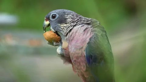 Close up shot of a Dusky parrot (Pionus fuscus) holds a nut with its foot claw Stock Footage 334578844