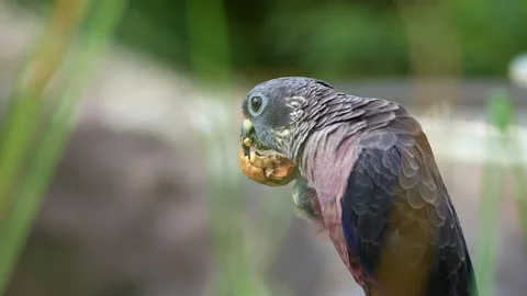Close up shot of a Dusky parrot (Pionus fuscus) grips a nut with its claw and Stock Footage 336797152