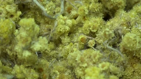 Close up shot of Dwarf Everlast Herbal Tea Stock Footage 239647555
