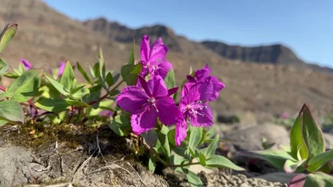 Close-up shot of Dwarf Fireweed (Chameri... | Stock Video | Pond5