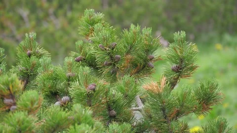 Close-up shot of dwarf pine branches, High Tatras, Slovakia. 4k Stock Footage 168346542