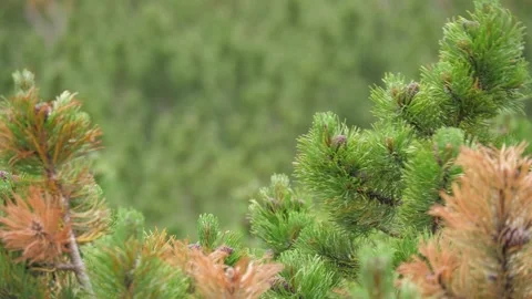 Close-up shot of dwarf pine branches, High Tatras, Slovakia. 4k Stock Footage 168346586