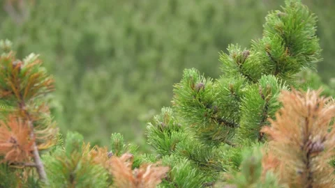 Close-up shot of dwarf pine with focus pull to background, High Tatras, Slovakia Stock Footage 168346578