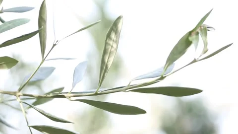 Close up shot of each leaf Video stock 306040381