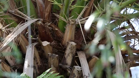Close up shot of each part of the palm tree Stock-Footage 306040364
