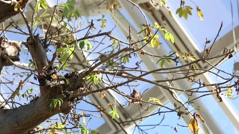 Close up shot of each part of the tree Stock-Footage 306040360