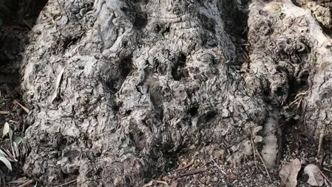 Close up shot of each part of the tree Video stock 306040383