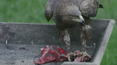 Close up shot of an eagle eating raw meat. Stock Footage 32630426