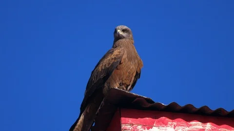 Close-up shot of eagle Stock Footage 98903776