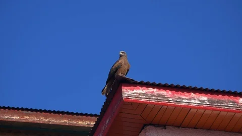 Close-up shot of eagle Stock Footage 98903886