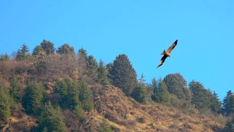 Close-up shot of eagle Stock Footage 98903986