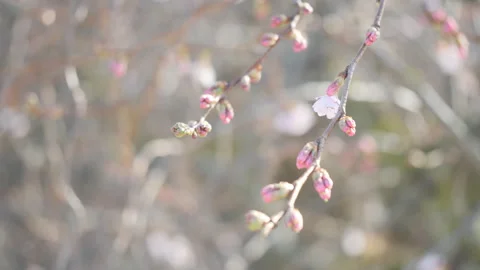 A close up shot of early spring branches with flower buds. Stock Footage 257016265