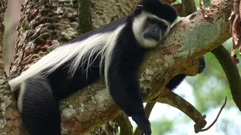 Close up shot of an Eastern black-and-white colobus (Colobus guereza) lounging Stock Footage 332118947