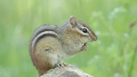 Close shot of eastern chipmunk with green bokeh background 動画素材 98292744