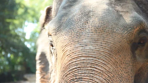 Close-up shot of Elephant dancing. Stock Footage 56299297