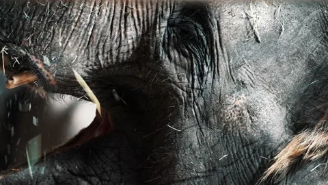 Close up shot of an elephant head while eating and smiling Stock Footage 260419949