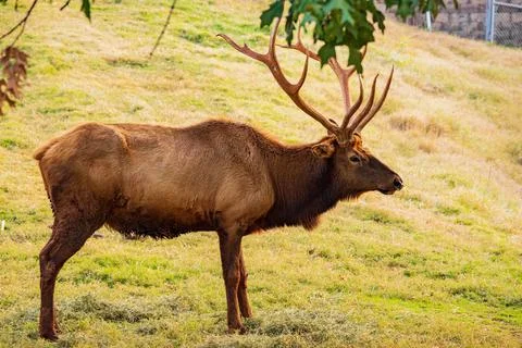 Close up shot of Elk Foto stock