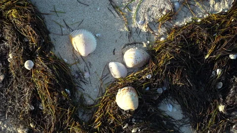 Close up shot of empty beach covered in red Seaweed and shells Stock Footage 168580337