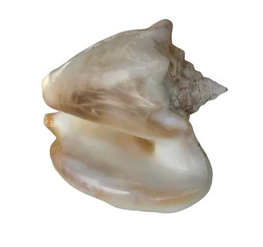 Close up shot of empty polished Queen conch shell with iridescent interior .. Stock Photos