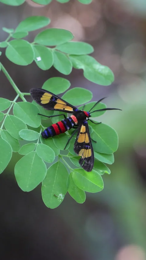 Close-up shot of Euchromia polymena, also known as the handmaiden moth. Video stock 310685392