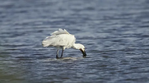 Close up shot of an Eurasian Spoonbill wading and feeding in shallow water Stock Footage 244441093