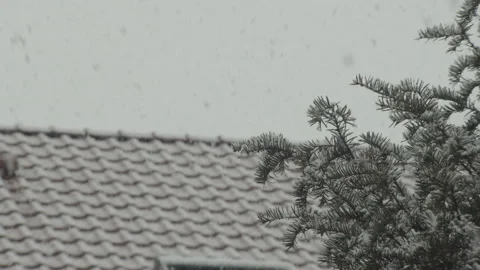Close up shot of evergreen tree before a snowy roof, snow falling Vídeos de archivo 302469494