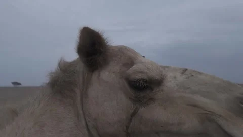A close-up shot of the face of a camel in a beauty contest in Oman 2 Stock Footage 335923262