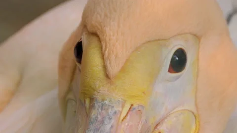 Close shot of face of a cute Pelican bird looking outside Stock Footage 145361380
