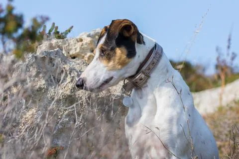 Close up shot of the face of a fox terrier and pointer cross mix breed dog, with Stock Photos
