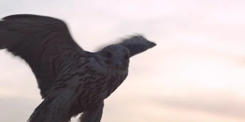 Close shot of a falcon bird. Stock Footage 46871278