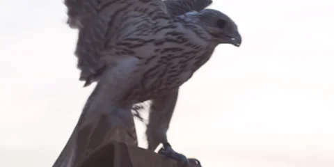 Close shot of a falcon bird. Stock Footage 46871280